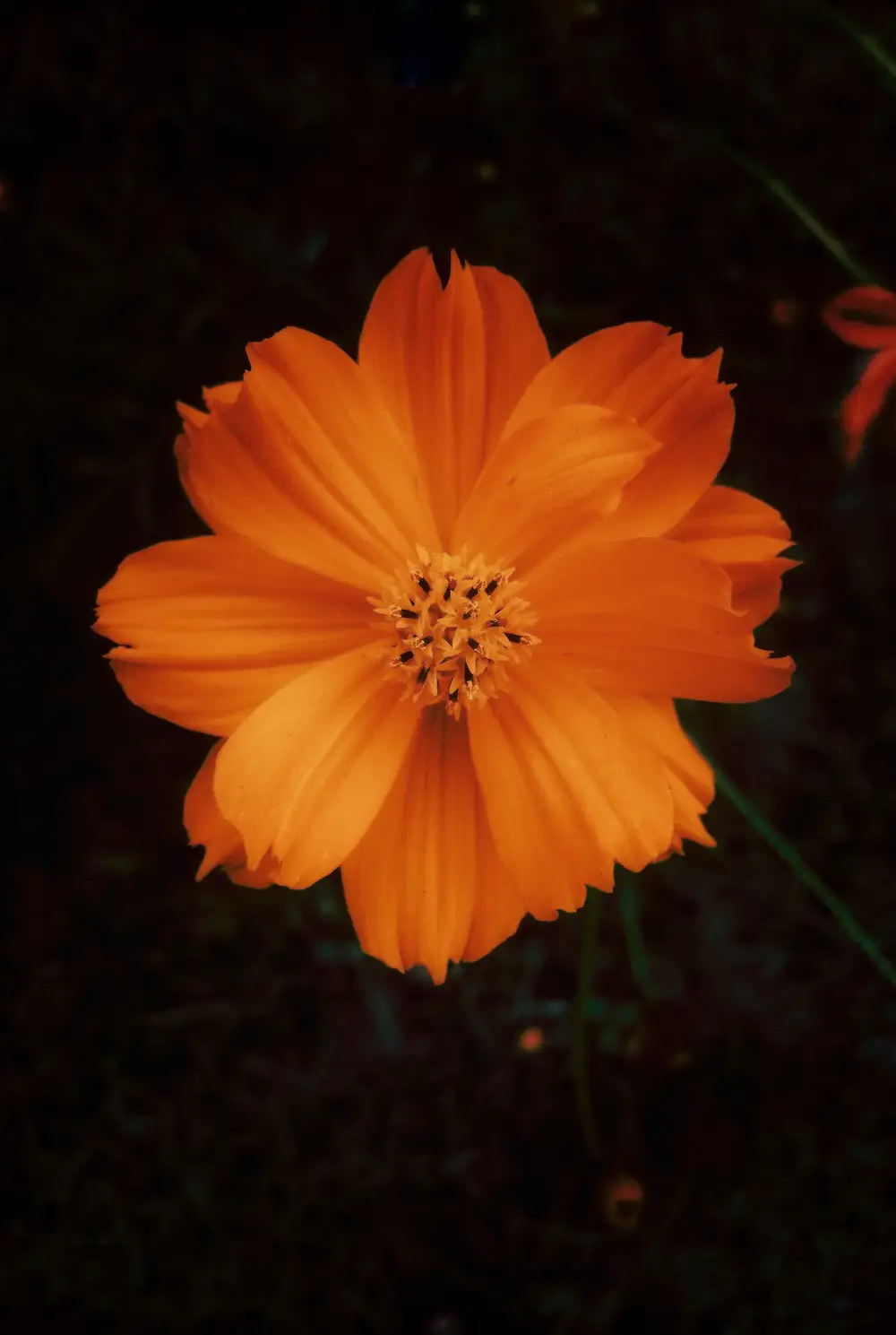 Close Up Of Flower