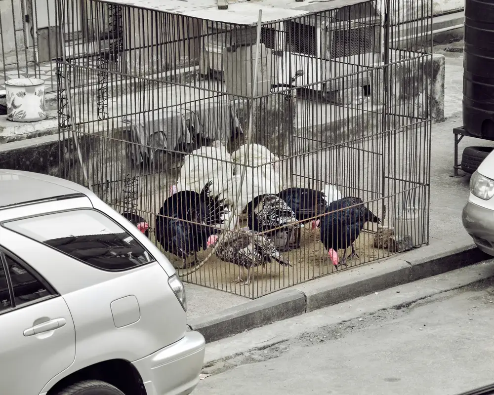 Flock of Turkey In a Cage on the Roadside