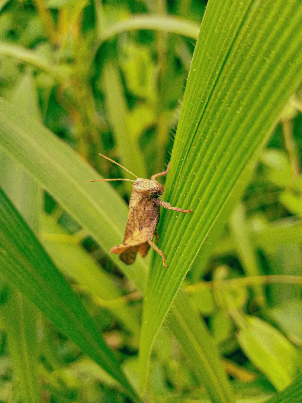 Close Up Of Grasshopper In Green Leaves