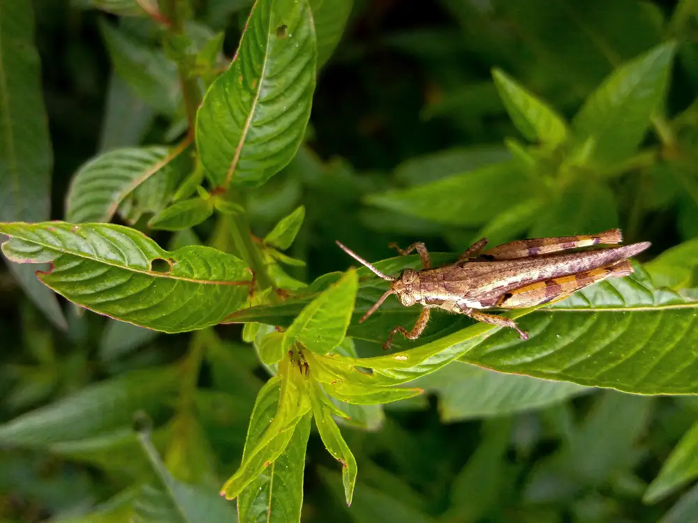 Close Up Of Grasshopper In Green Leaves