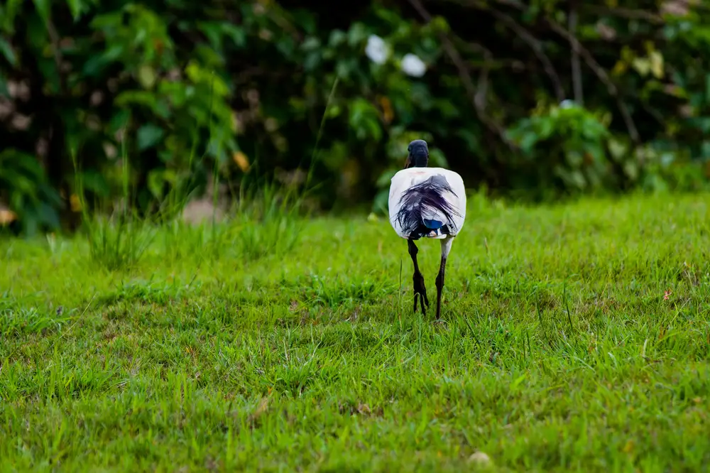 Stork on a grass