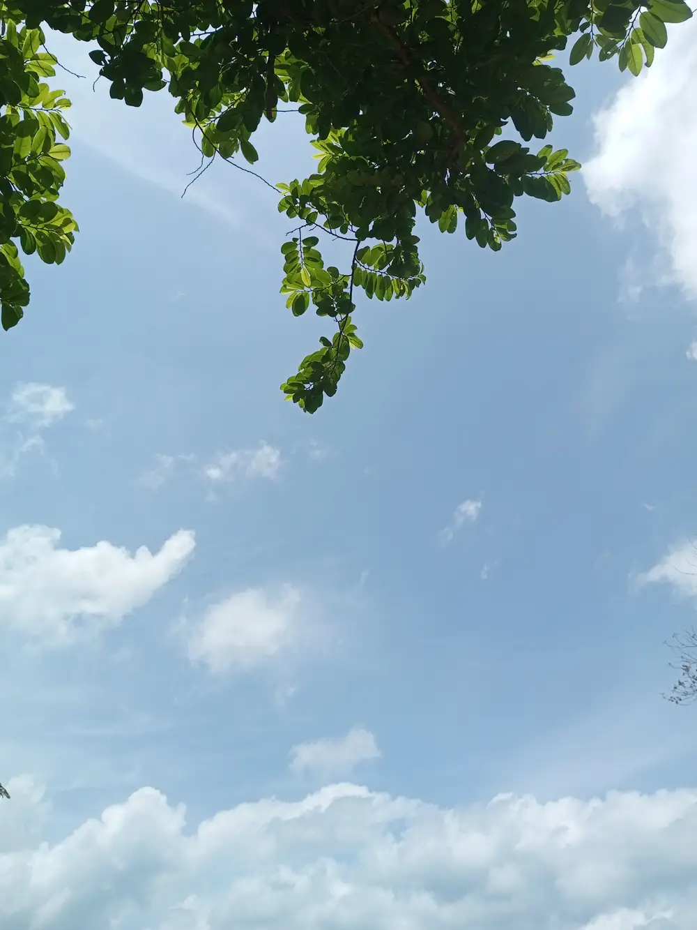 The sky and green leaves