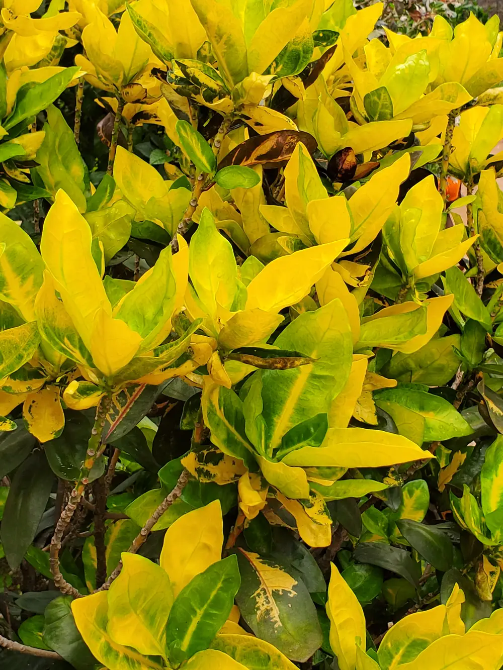 Flowered leaf