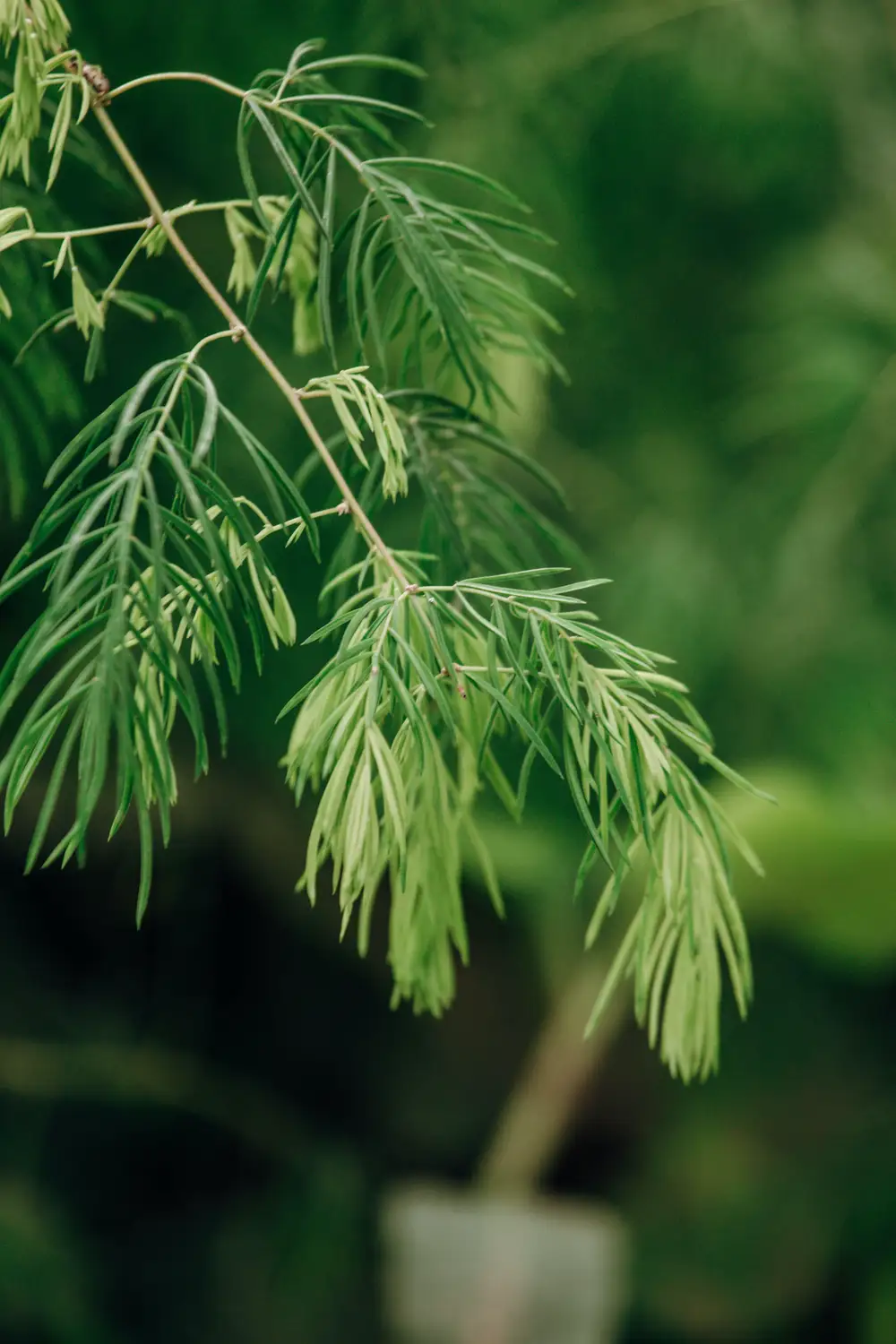 Branch of Leaves