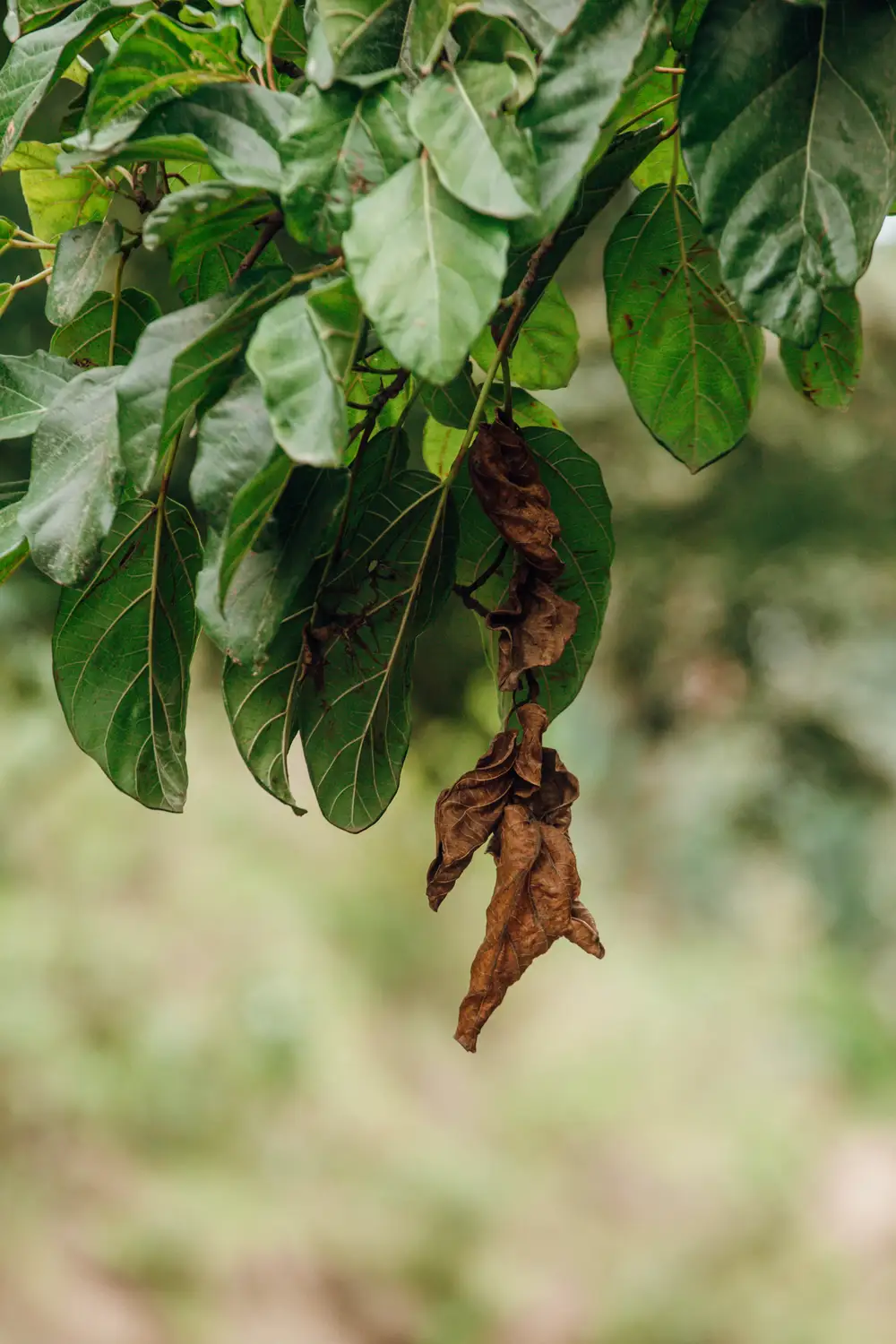 Dry leaves