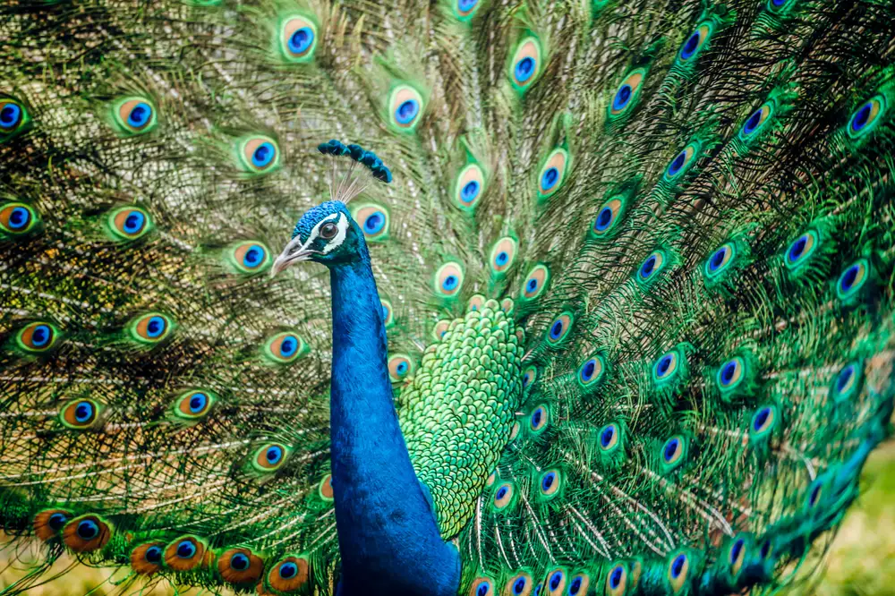 Peacock