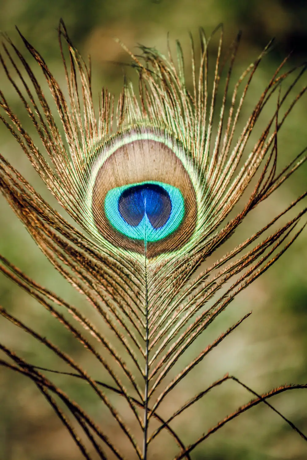 Peacock feather