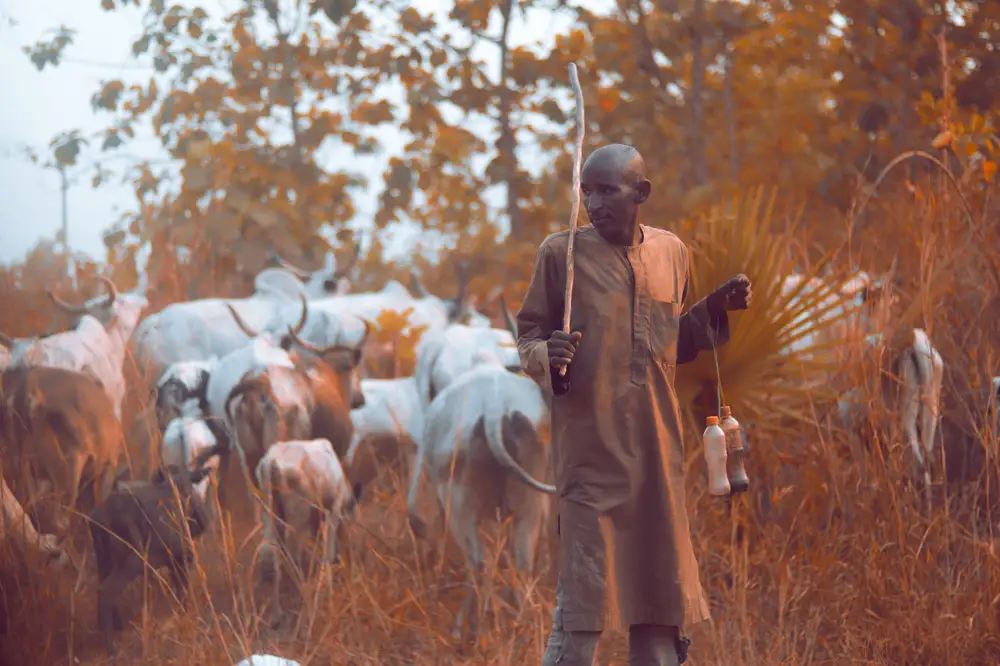 A man with his cows