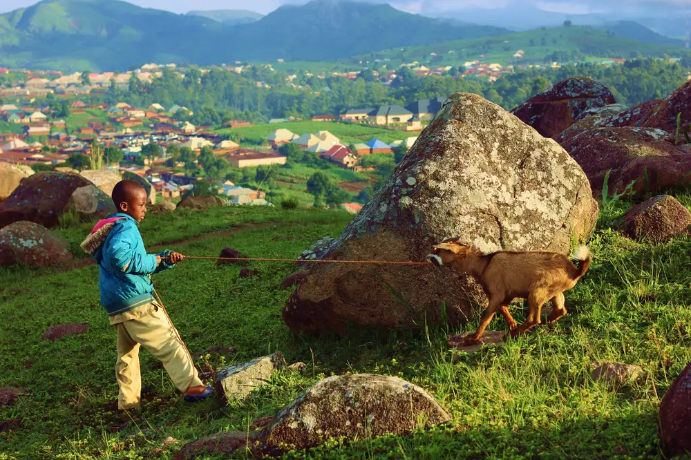 A boy dragging a goat