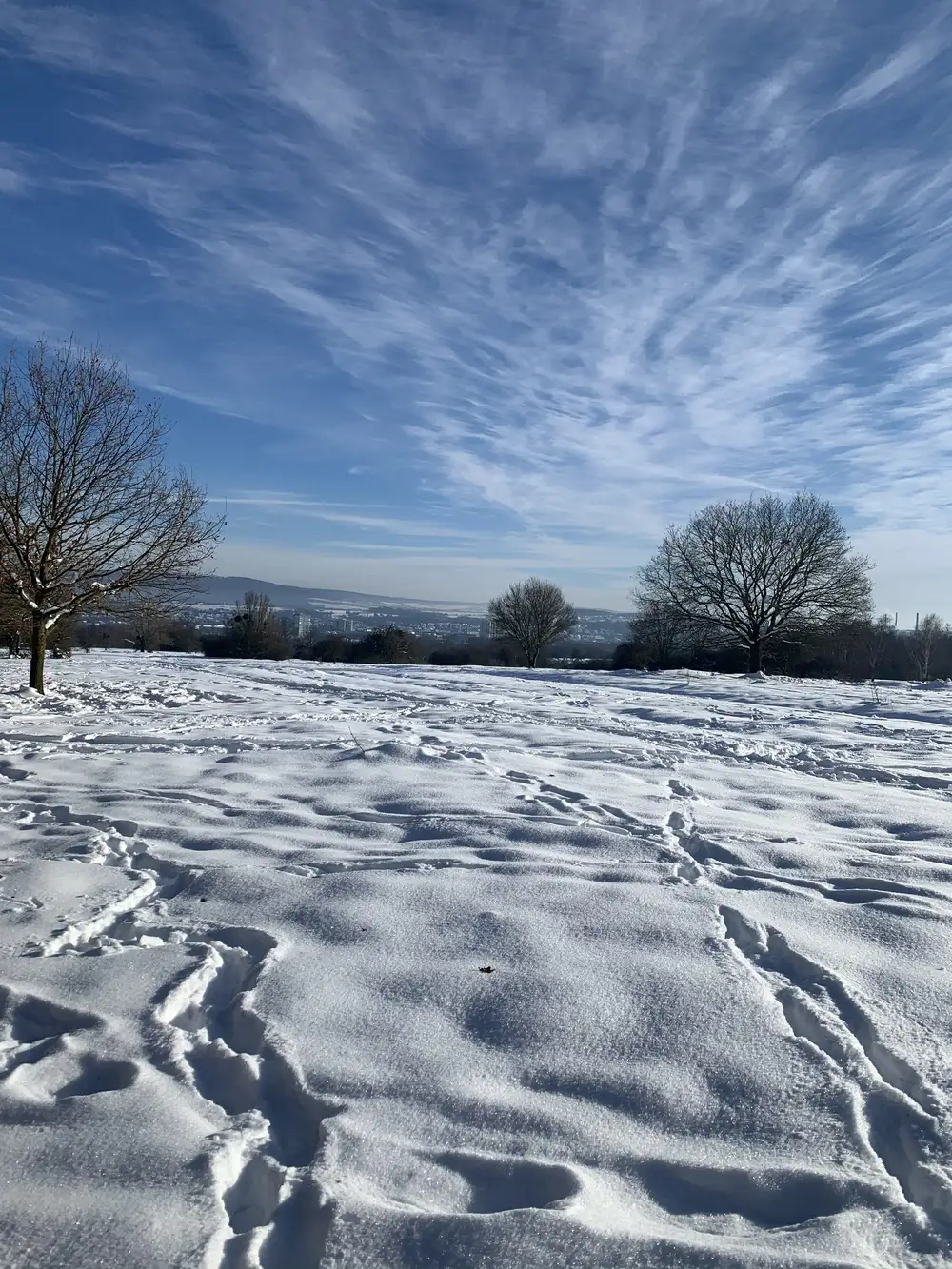 trees in snow