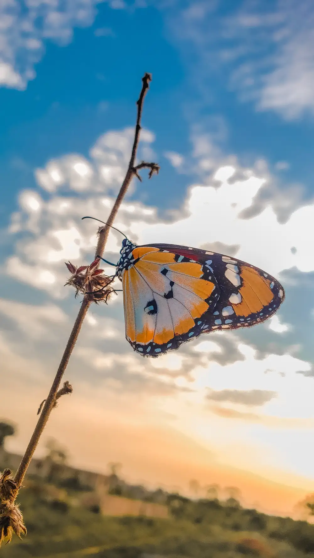 butterfly wallpaper photo
