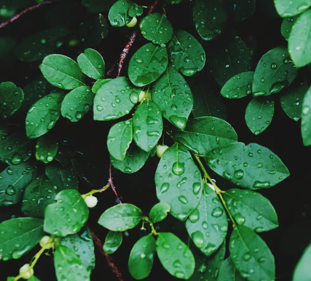 drops of water on leaves