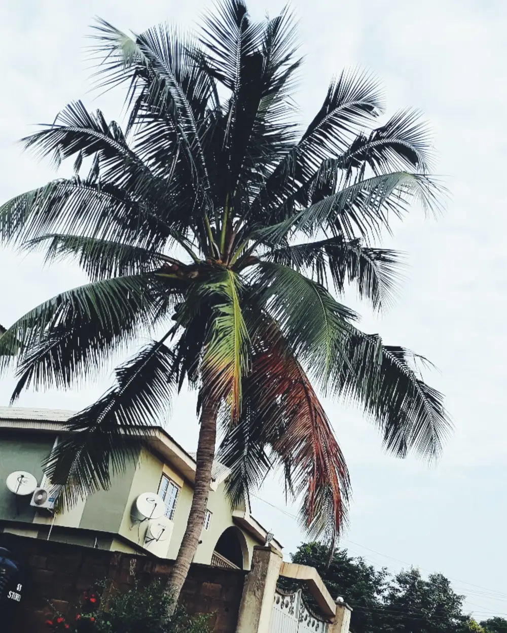 palm tree in a house