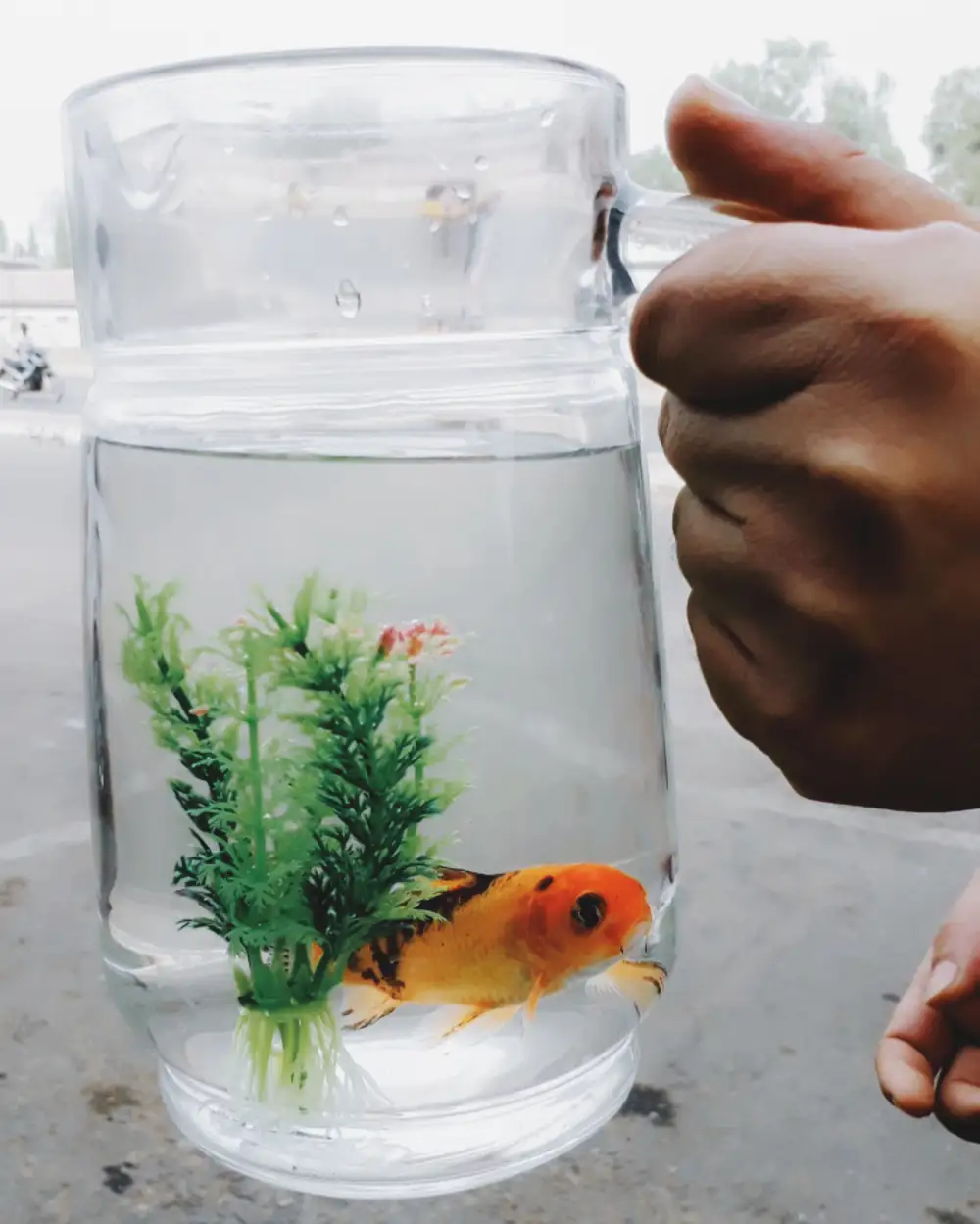 fish in a water jug