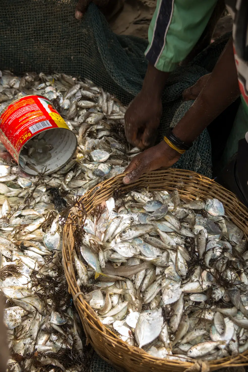 fishes in a basket