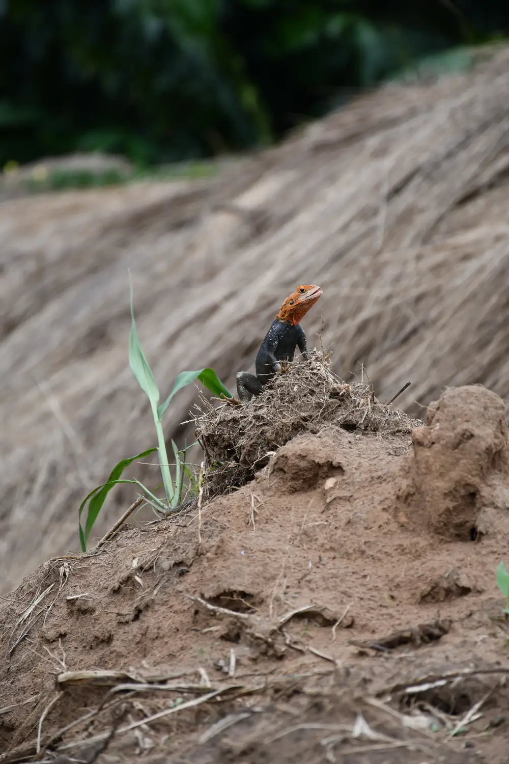 agama lizard on sand