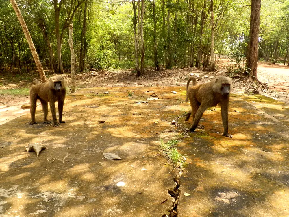 two monkeys playing