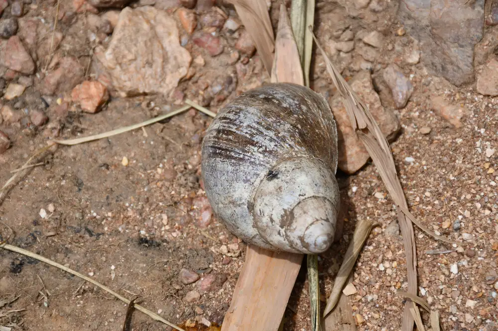 snail on dry sand