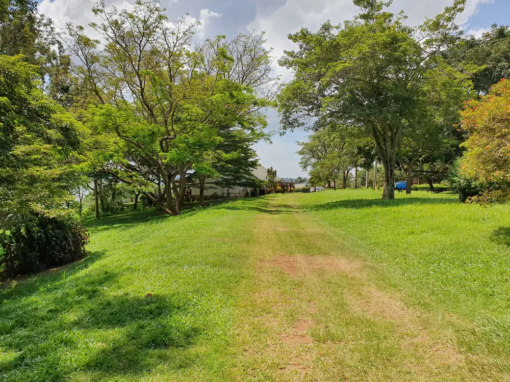 pathway in the woods