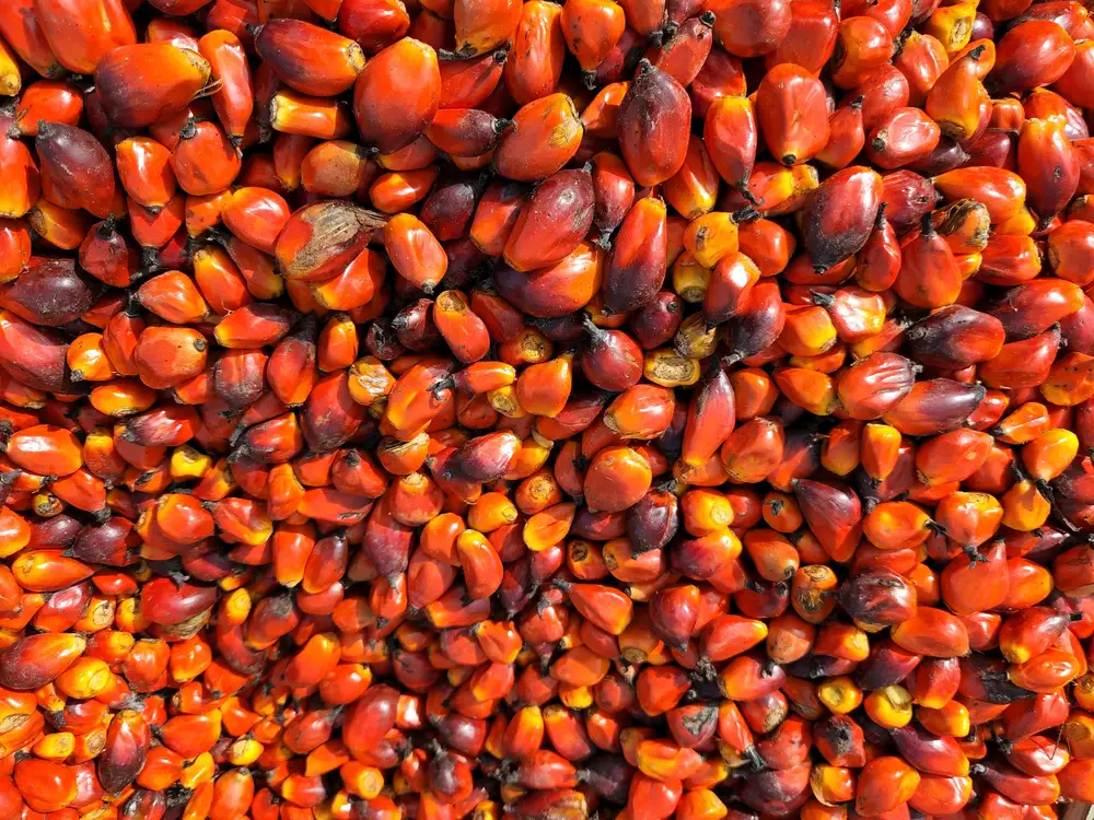 red palm kernel nuts