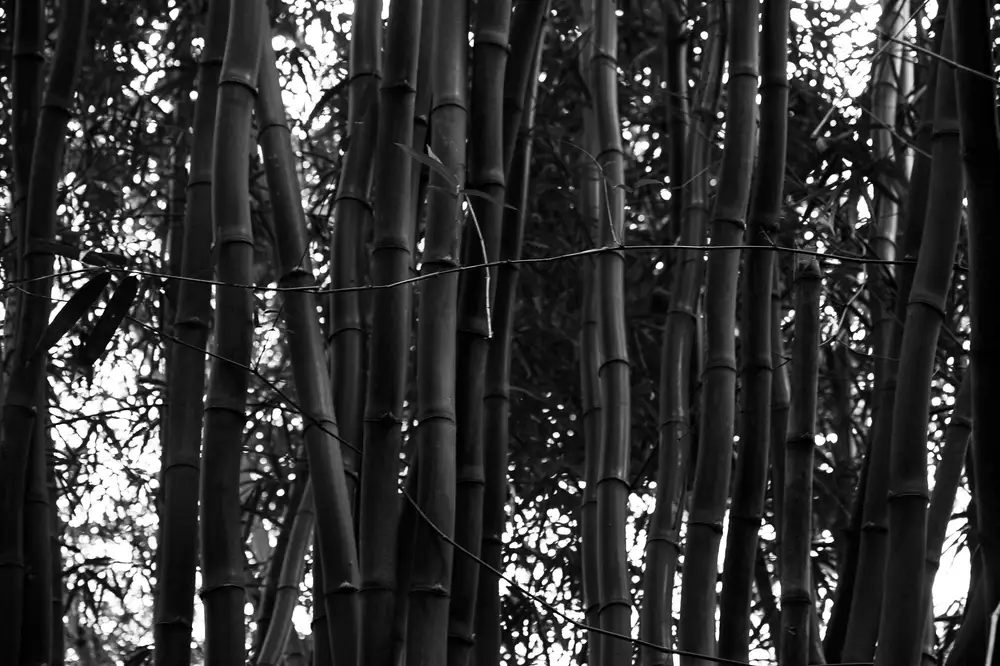 Bamboo jungle trunks