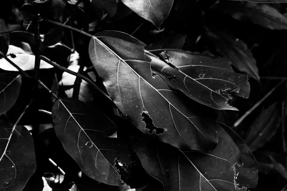 Dark background of dry leaves