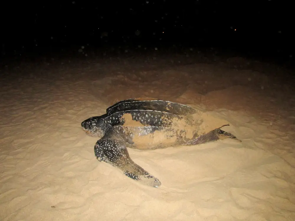 tortoise in sand