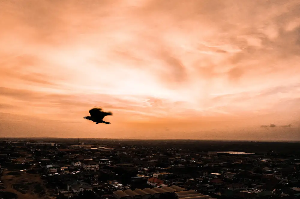Aerial view of a city during sunset and a bird in view