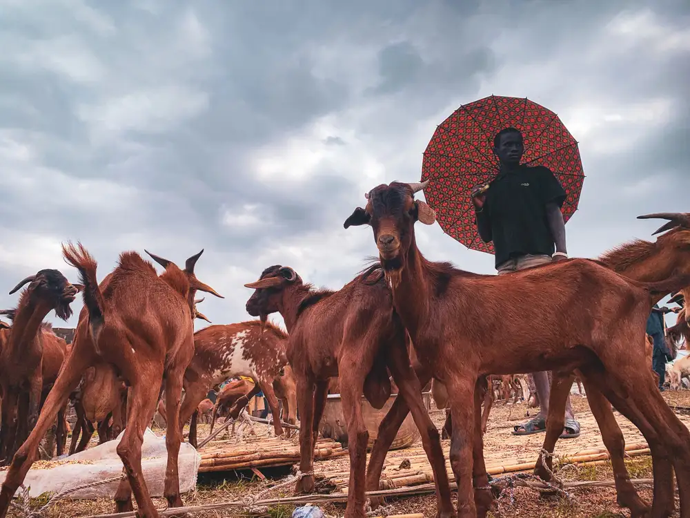 Herd of goats and their owner