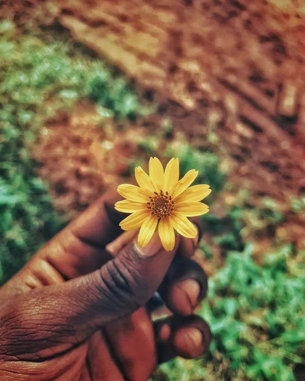 person holding sun flower