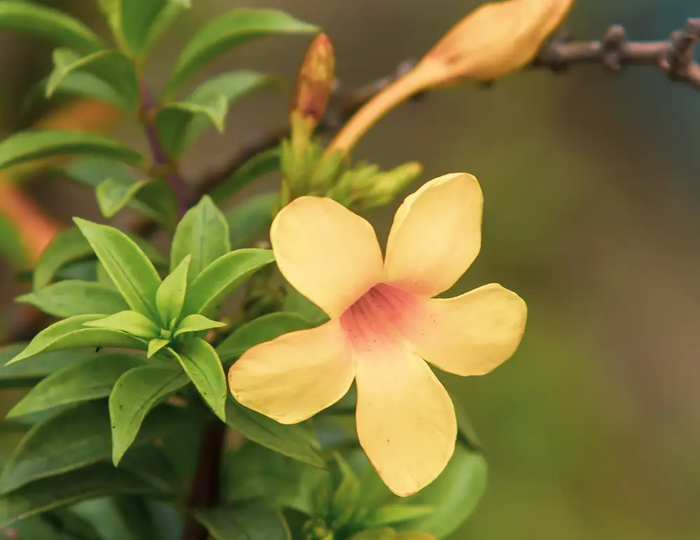 Yellow allamanda flower