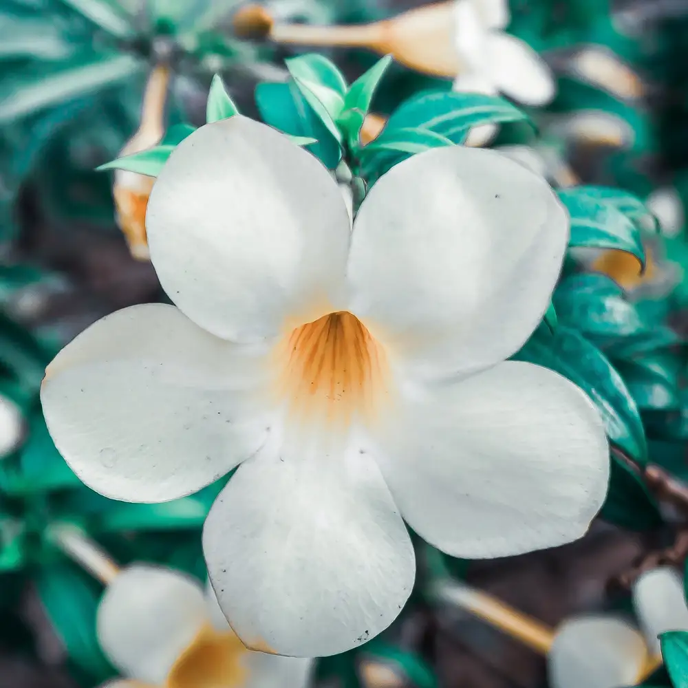 White Allamanda flower