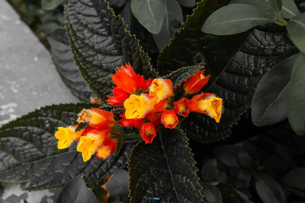 Yellow and red begonia flowers
