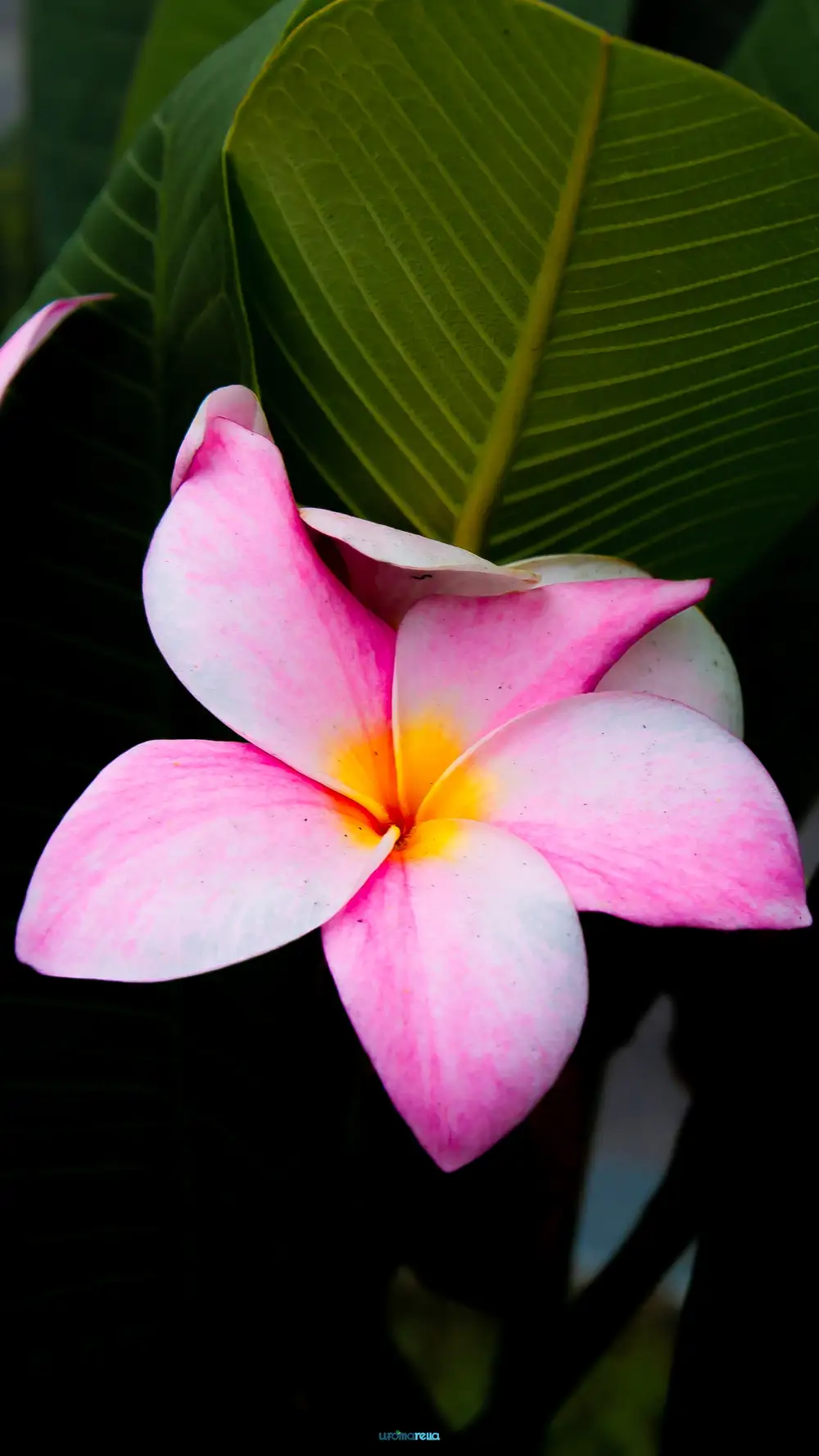 Beautiful pink plumeria flower