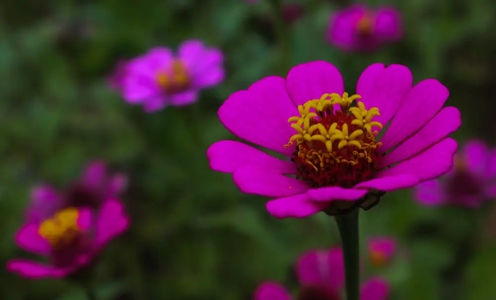Zinnia flower in garden
