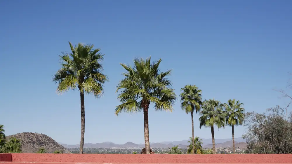 Beautiful palm trees view