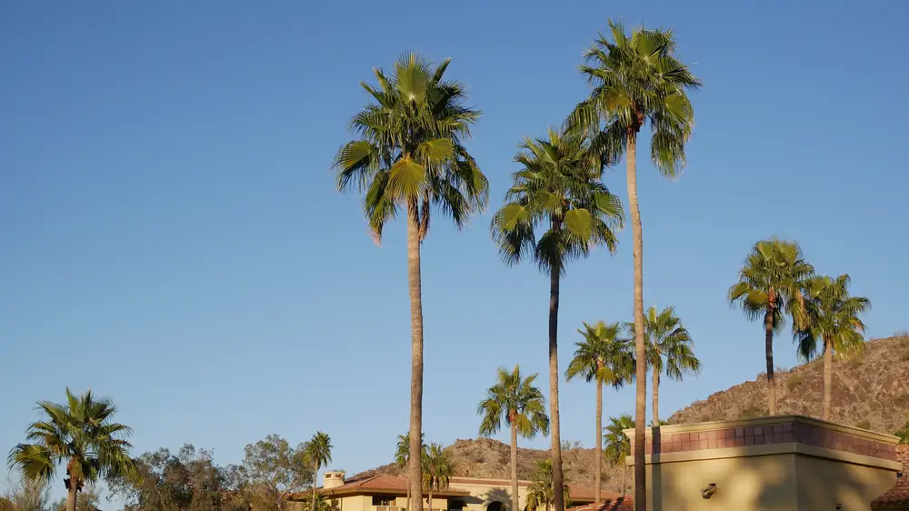 Beautiful palm trees view
