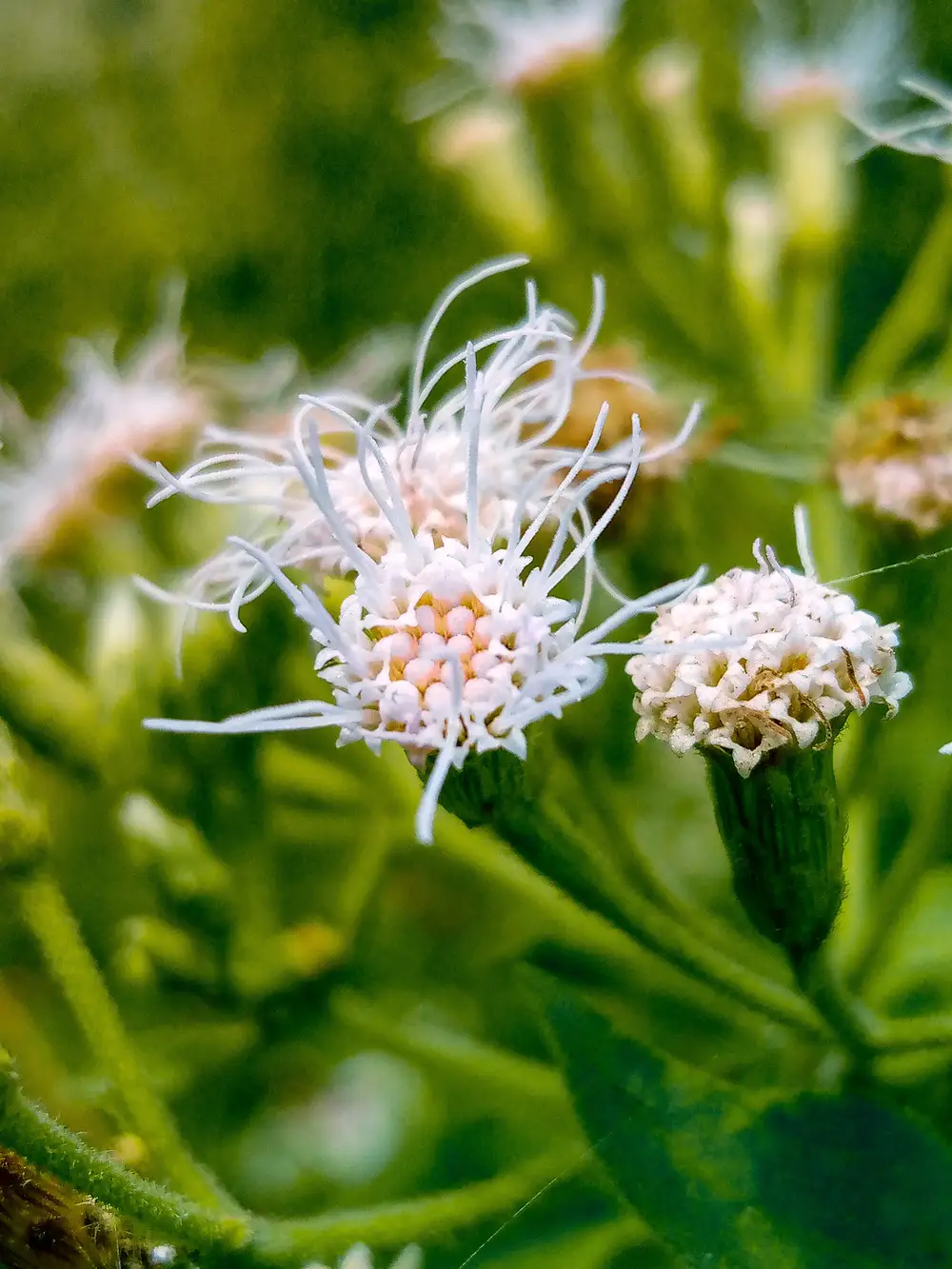 Triffid weed