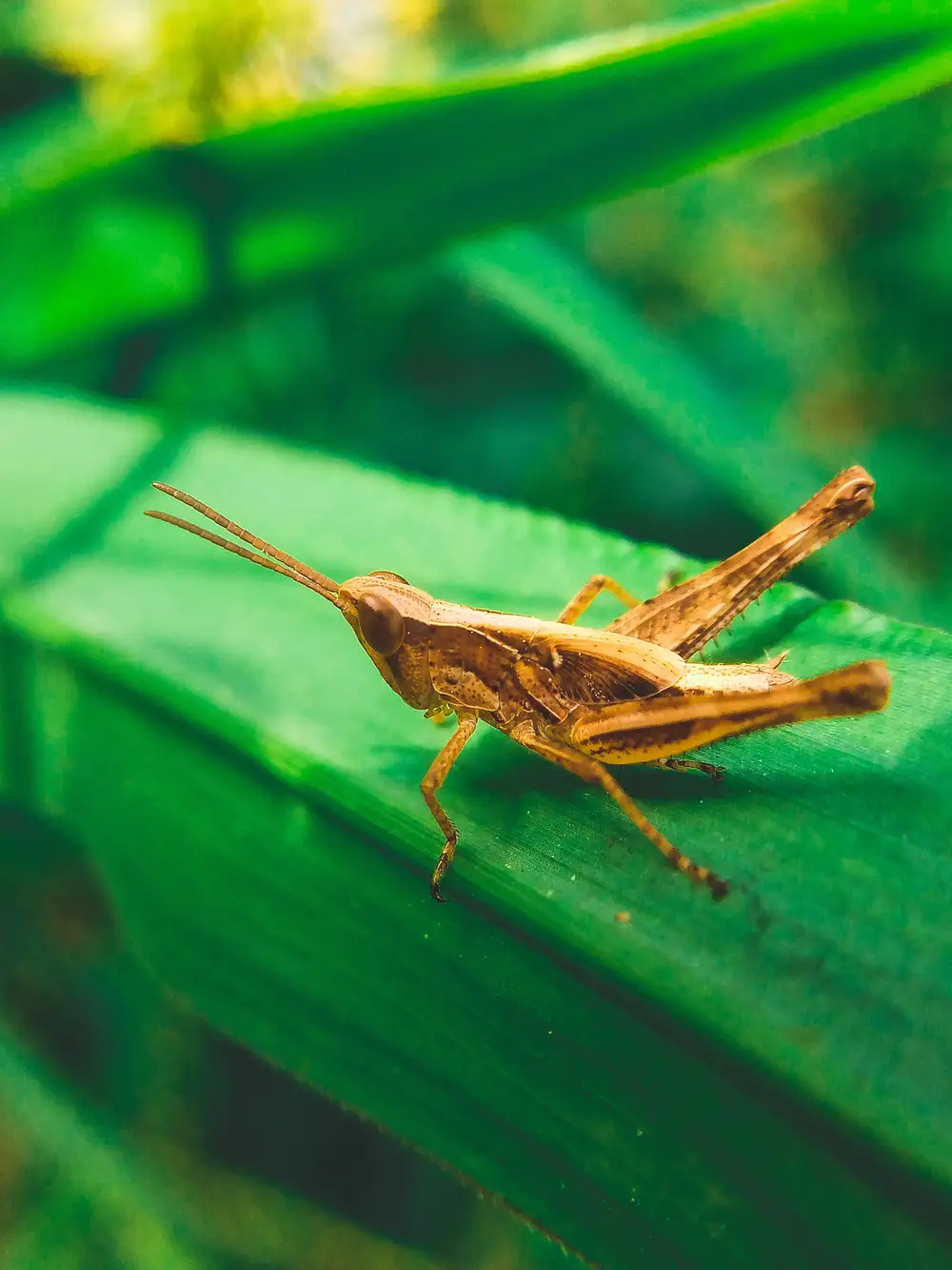 Slant-faced grasshopper