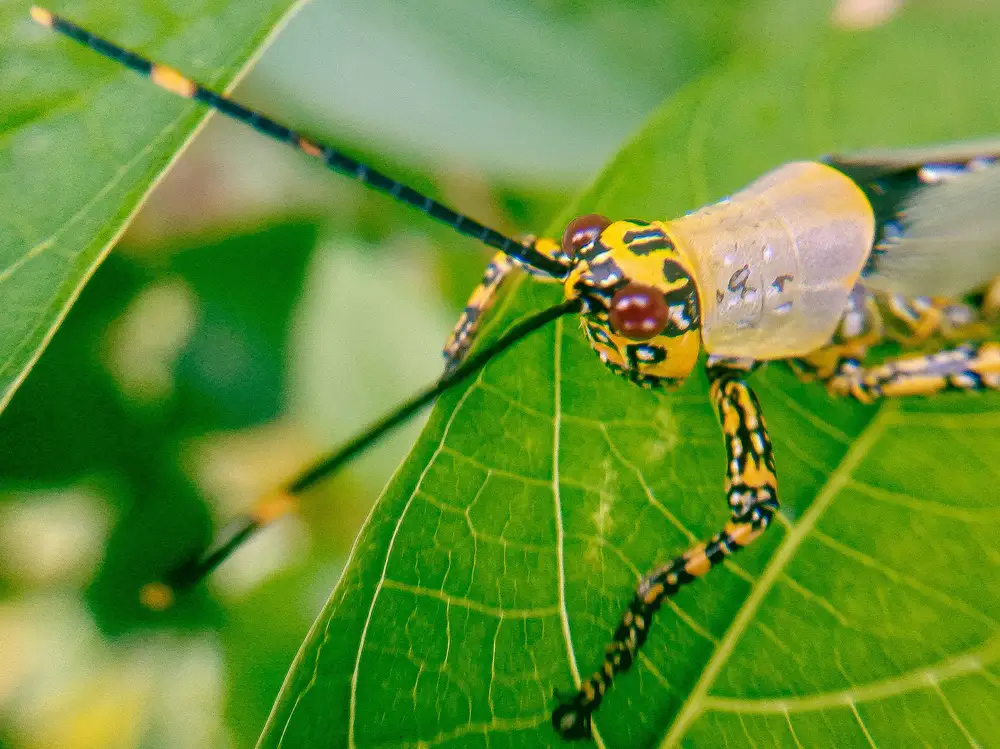 Harlequin locust