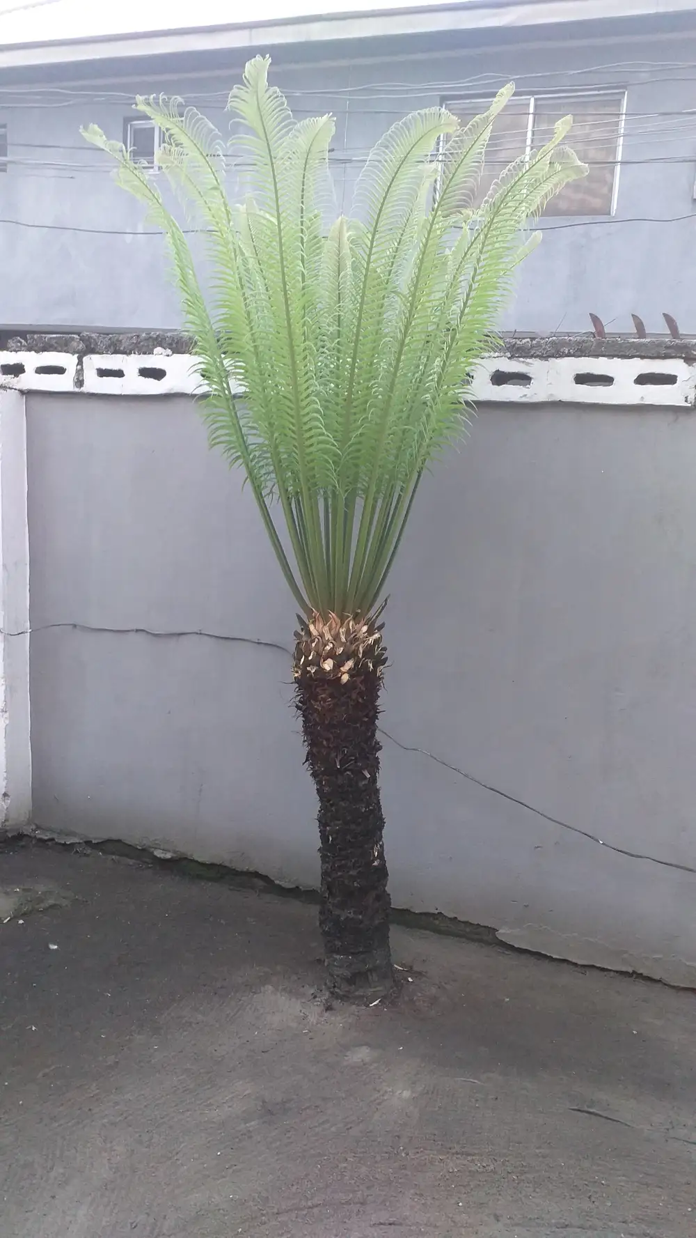 Short Plant