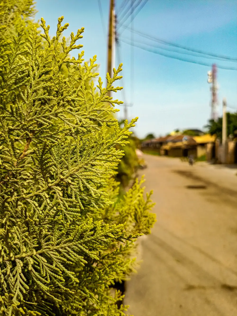Lemon Cypress Plant