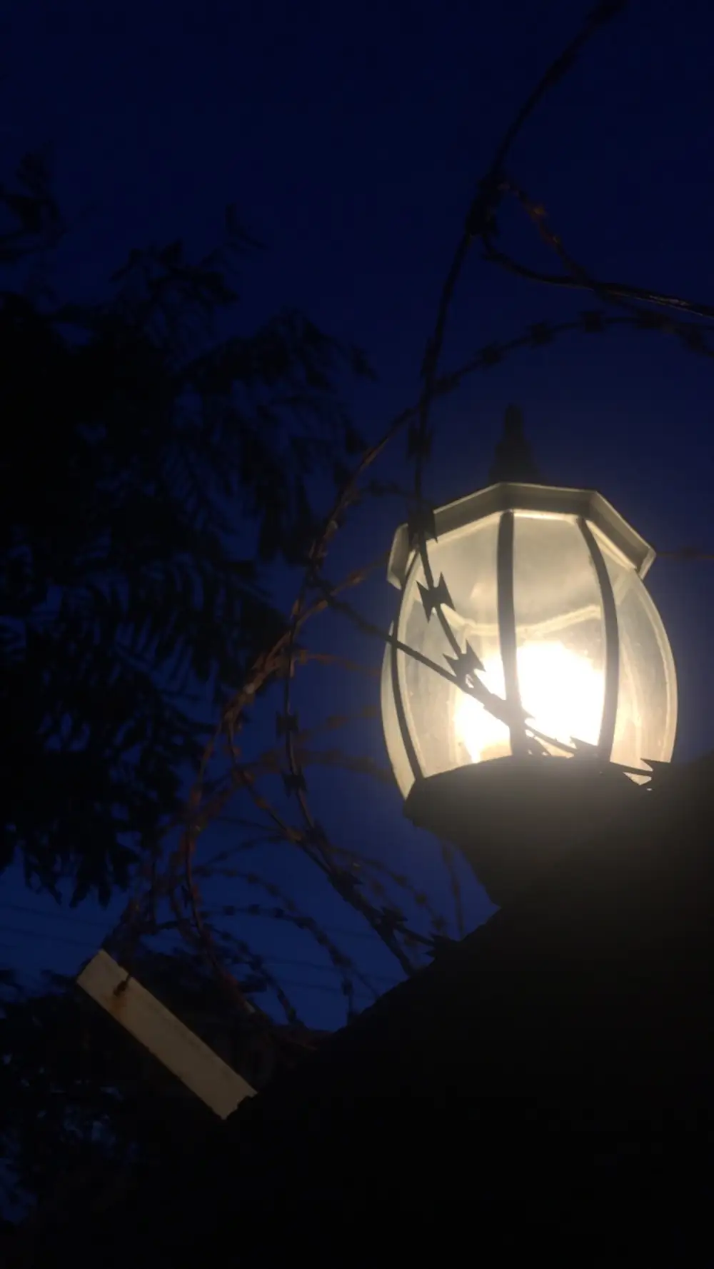 Evening Lamp