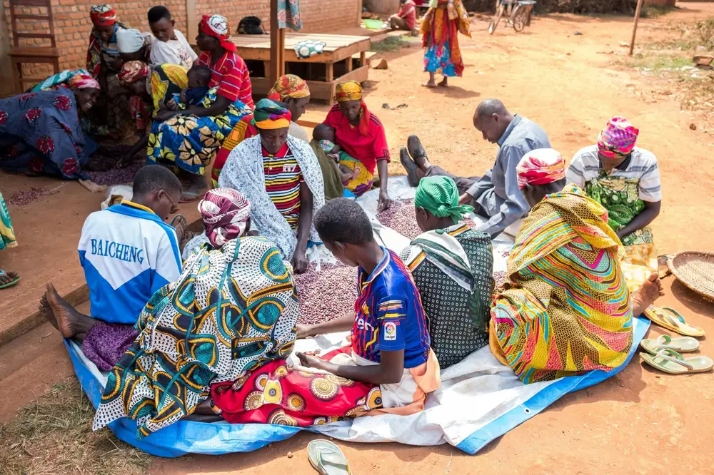 people picking groundnut