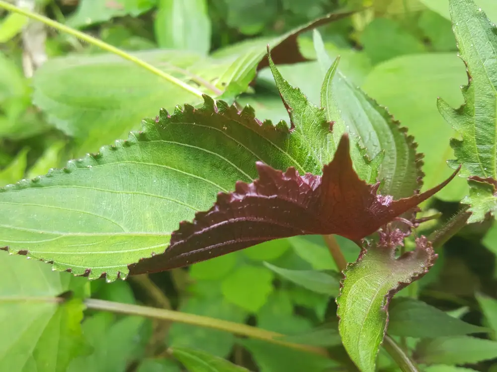 Closeup leaf