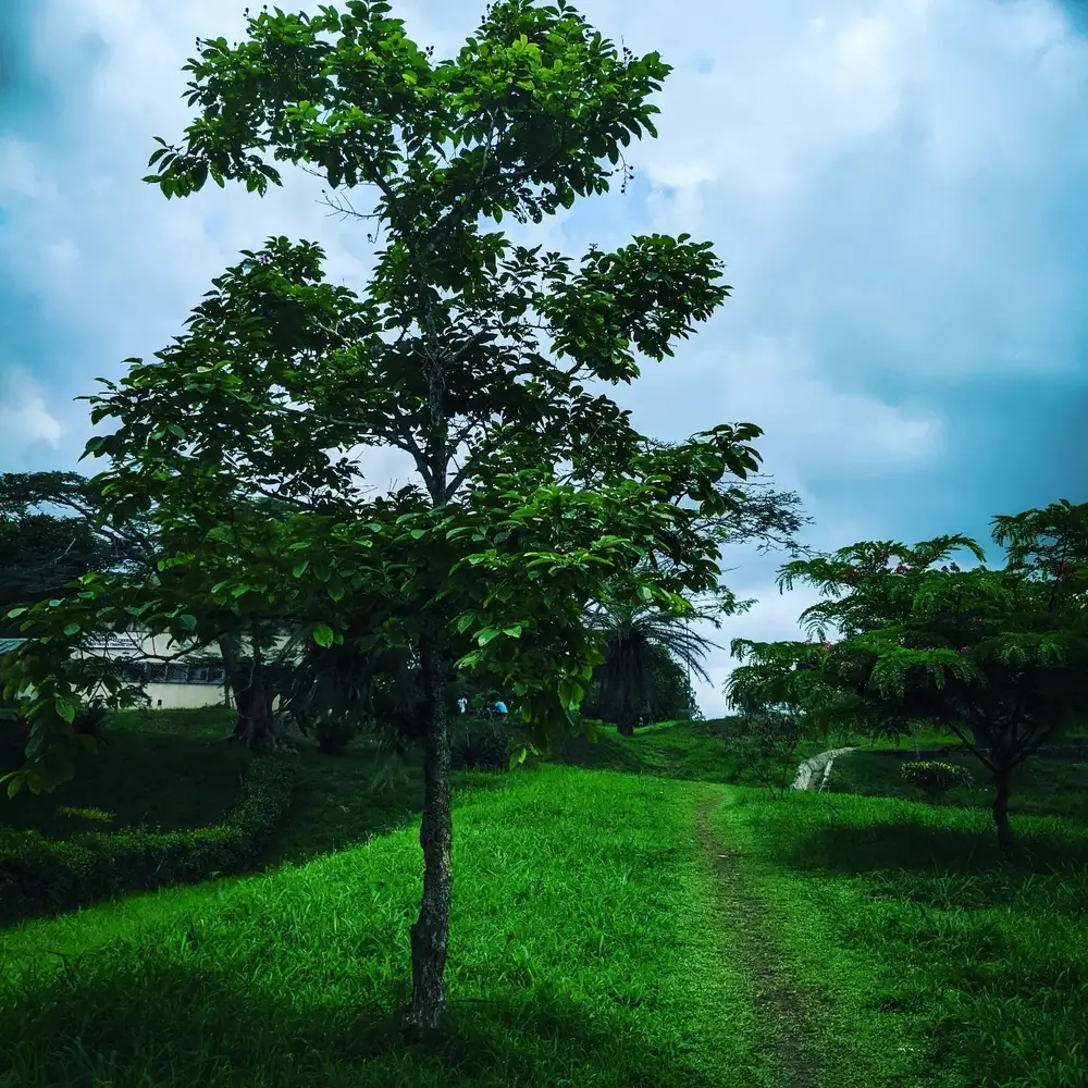 Peaceful greenery