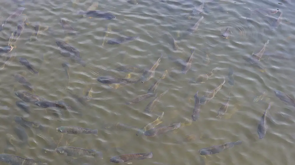 Tilapia fish farm in Badagry