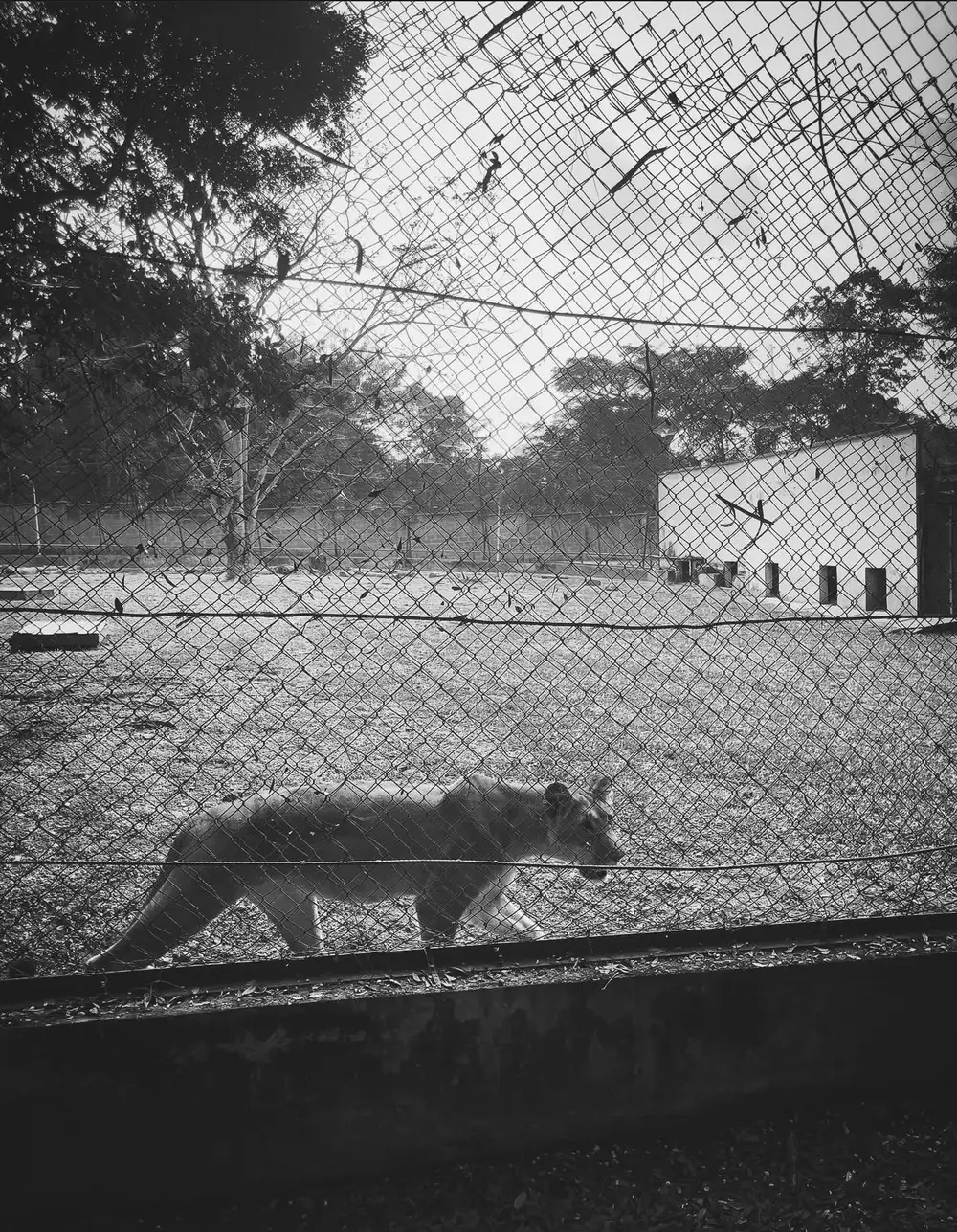 A Lion at the University of Ibadan