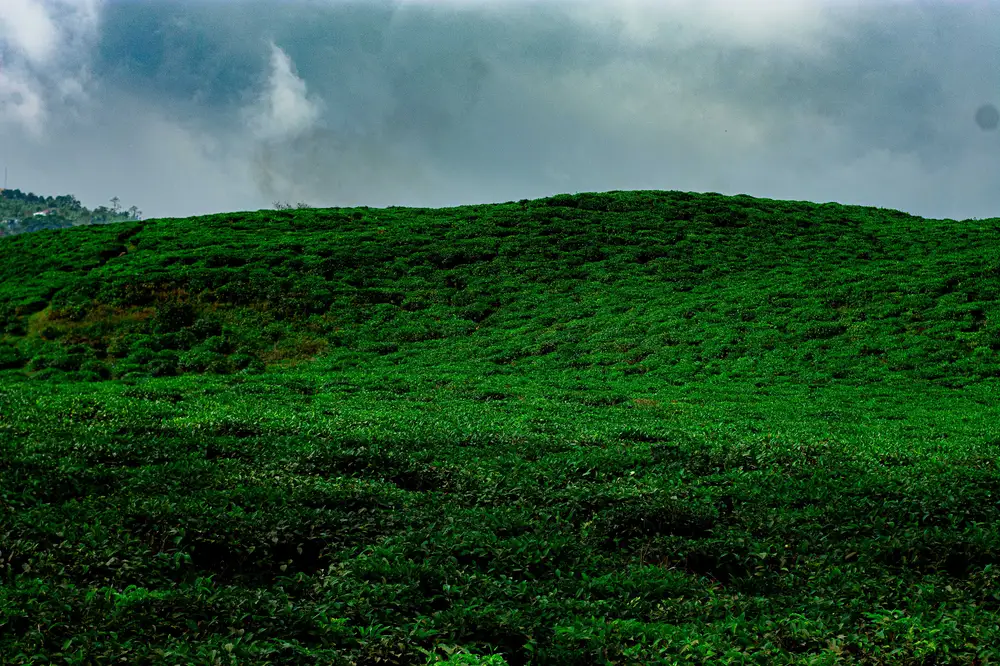 Tole Tea Estate Cameroon